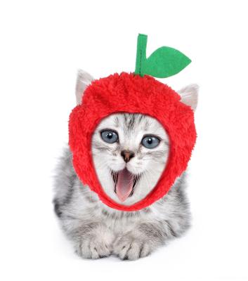 China A new sustainable warm pet sunflower hat and cat headgear to keep pets warm in the winter for sale