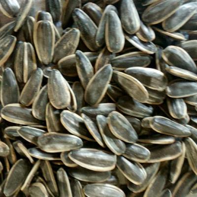 China Chinese high quality cheap seeds dry china raw seed cultivation sunflower seeds 2022 361sunflower for sale