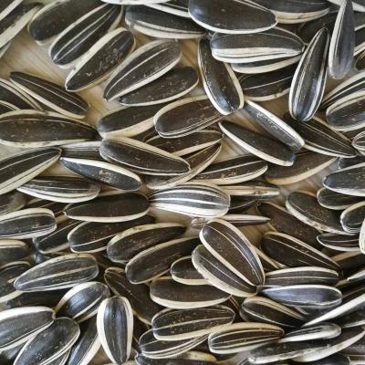 China Chinese Supply 601 JOINT Inner Mongolia Black High Quality Sunflower Seeds for sale