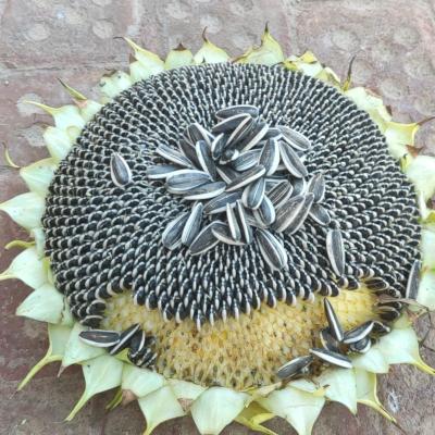 China Raw High Quality Hybrid Bulk Type 361 Inner Mongolia China Organic Big Sunflower Cores Seeds CHINESE SEEDS for sale