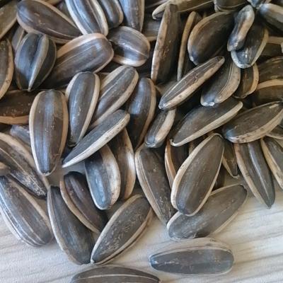 China New Na 2022 361/363/601Chinese Cultivation Black Sunflower Seeds Sows Raw Sunflower Seeds for sale