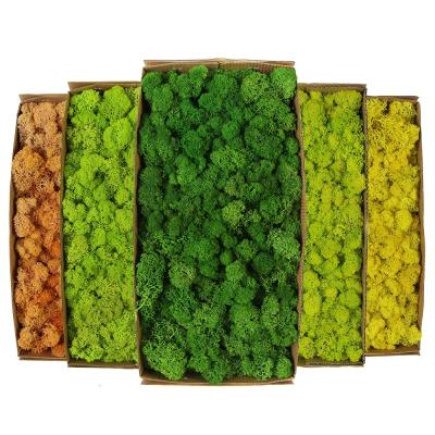 China Green Color Eco-Friendly Durable Stabilized Moss Wall Panel For Landscape Decoration for sale