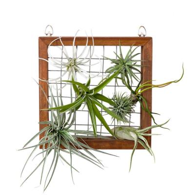 China Handmade Air Plant Frame Hanging Wooden Airplant Rack Tillandsia Display Hanger Shelf Wall Decor for sale