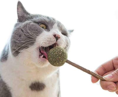 China Stocked Ball of Cat Lollipop Catnip Sticks Mint with Matatabi's Natural Silvervine Sticks for Cat Teeth Cleaning for sale