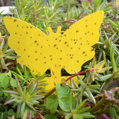 China Double Sided Fungus Gnat Viable Insect Catcher Plant For Aphid Glue Strong Non-Toxic Sticky Traps Pest Control Garden Yellow Fruit Fly for sale