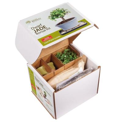 China Practical Materials Amazon Shipping Carton And Recycled Simple Beautiful Plant Paper Packaging Gift Box For Succulents And Cacti for sale