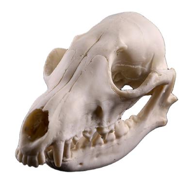 China Europe Halloween small resin animal skull for decoration fox simulation fox skull resin fox crafts for sale