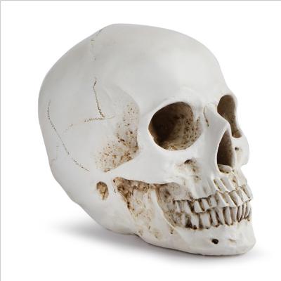 China 1:1 Resin skull Europe style home figure handicarfts Halloween reproduction human head skull sculpture for sale