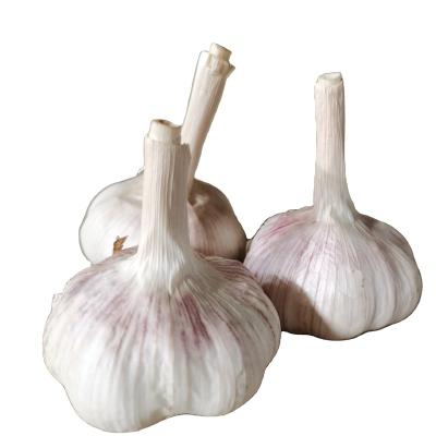 China Fresh chinese normal white garlic for sale