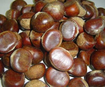 China Fresh chestnut honey for sale