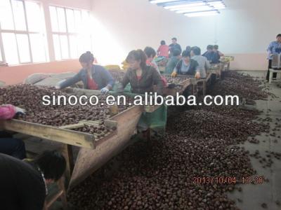 China Chinese Chestnut Fresh Chestnut Wholesale Chestnut Price for sale