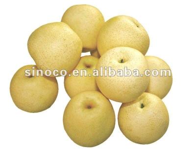 China Fresh chinese gong pear for sale