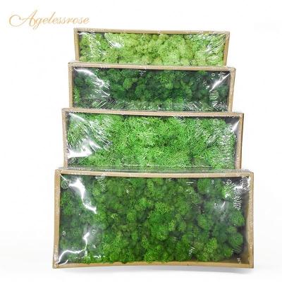 China 8*17*35.5CM 2020 Hot Decorative 5cm 500g Reindeer Moss Stabilized Preserved Moss Wedding Wall Home Decor for sale