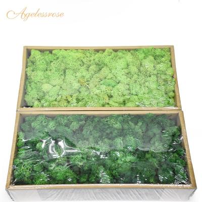 China Artificial Preserved Decor Without Inclusion Home Decor Moss Wall For Indoor Wall Decorations.Gifts Reindeer Moss Real for sale