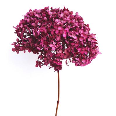 China Natural Touch Home Flower Arrangement Decoration Preserved Yunnan Flower Anna Dry Single Hydrangea for sale