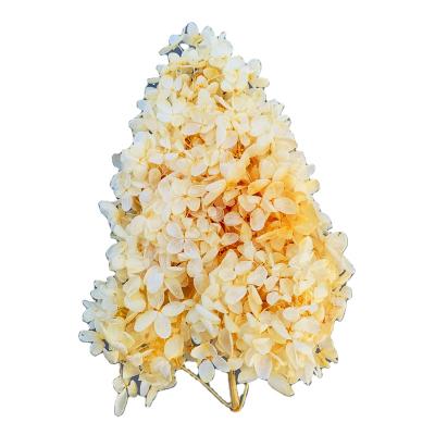 China Natural Touch Ins Style Dried Flowers Preserved Hydrangea Stem Touch True Touch For All Kinds Festival Decoration for sale