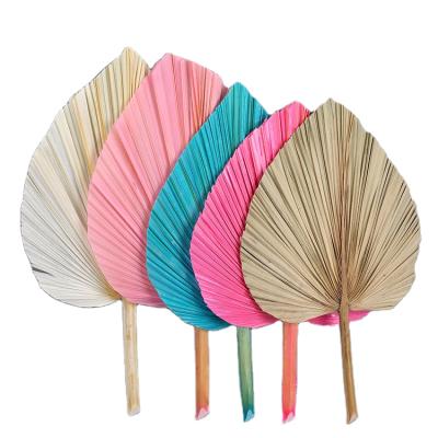 China Minimalist dry flower preserved palm leaf wholesale for decoration for sale