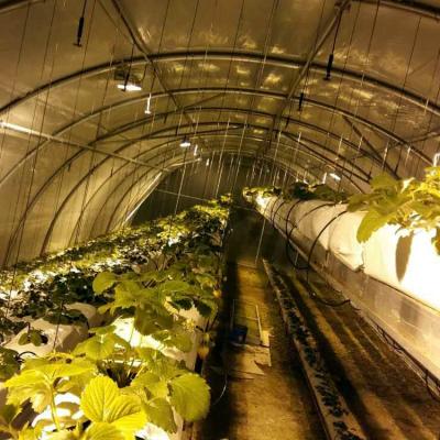 China Stable Structure Easily Assembled Automatic Blackout GREEN Greenhouse Greenhouse TRIANGLE Four Season Light Dep Greenhouse for sale