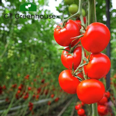 China Double Glass Hollow Glass Greenhouse Agriculture For Tomato for sale