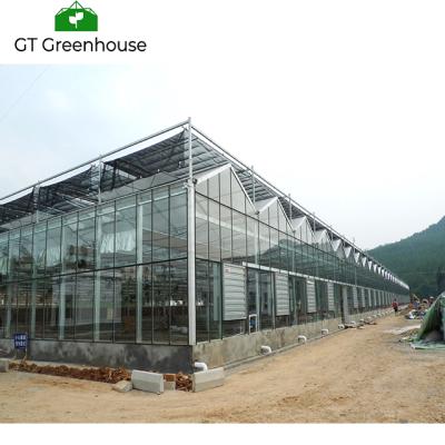 China Glass Used Commercial Multi Span Glass Greenhouse - High Durability for sale