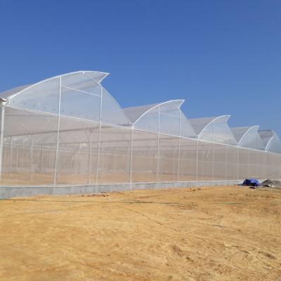 China Stable Structure Easily Assembled Steel Structure Plastic Sheet Greenhouse Hot Dipped Galvanized Sawtooth Greenhouse For Tropical Area for sale