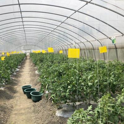 China Plant Growth Agricultural Product Plastic House Tunnel Greenhouse Agricultural Invernadero for sale