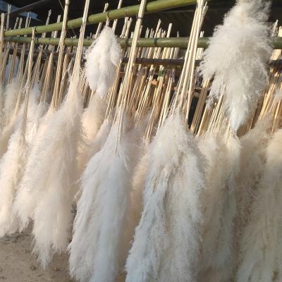 China White Colorful Natural Dried Papas Wedding Pampasgras Feathers Pampus/Tall Dry Pampasgrass Home Decor Decoration Pompas Plants Large Pampas Grass for sale