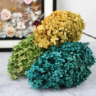 China Durable and Natural Touch and Large Size Yunnan Preserved Hydrangea Flower Real Touch Anna Lobular Hydrangeas Dried for Home Flower for sale