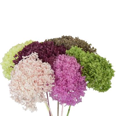 China Hot selling durable and natural touch fresh stem and tall immortal flower preserved hydrangea flowers for home wedding decoration for sale