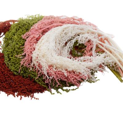 China Fashional Zui Fangxin Preserved Maranth Hang Artificial Amaranthus Dried For Flower Dried Wedding Layout for sale