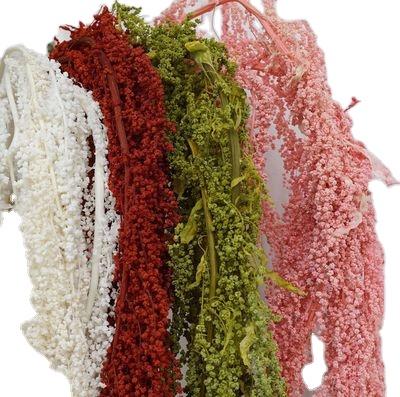 China Fashional preserved red amarantus decoration preserved dry amarantus flower hanging dry amarantus for sale