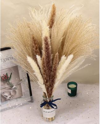 China Natural Home Decoration Pampas Small Pampas of Fashional ZuiFangXin Custom Pampas Grass Various Colors. for sale