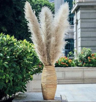 China Fashional factory wholesale of the most popular pampas grass of the year, large pampas pampas grass dry decoration for sale