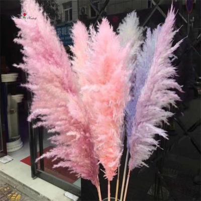 China Wholesale Fashional Amazon Yunnan Large Pampas Grass Natural Home Decor Artificial Pampas Grass On Sale for sale