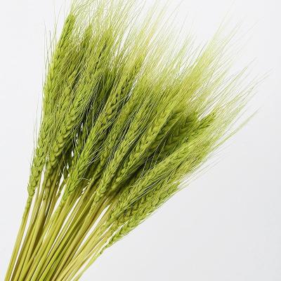 China Fashional Amazon Hot Sale Natural Wheat Straw Flowers Bouquet Dried Flowers Wheat Decor For Table Decoration for sale