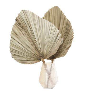 China Natural Dry Preserved Palm Leaf Dry Flower Wholesale Fashional Floral Palm Leaves Flower Arrangements for sale