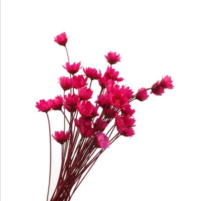 China Fashional Yunnan wholesale home decoration star flower arrangement natural bouquet dried flowers for office decors for sale