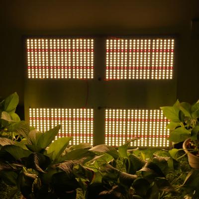 China Maaadro Greenhouse Full Dimmable Samsung Lm301B Indoor Starting Diode Seed Grow Led Lamp Plant Light for sale