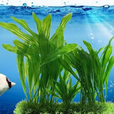 China Viable Artificial Aquatic Plant Ornamental Aquatic Products Plastic Seaweed for sale