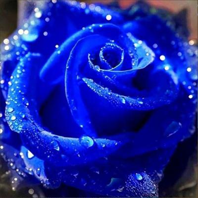 China Full American Style DIY Diamond Painting Digital Kit Rose Painting Crafts Home Decoration Gift For Kids Blue Rose 5D Diamond Painting Kit for sale