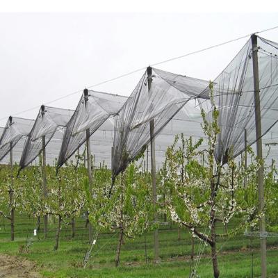 China Monofilament Strong Agriculture Anti Hail Netting Cover Apple Tree for sale