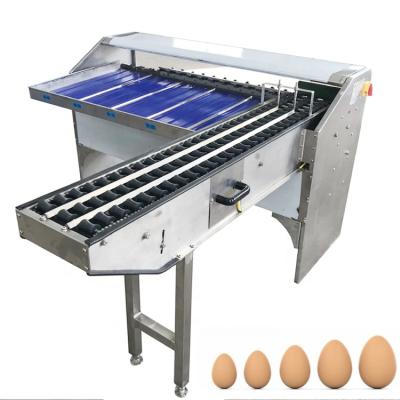 China High Efficiency Commercial Frozen Food Plant Stainless Steel Egg Grading Machine Egg Grader Sorter for sale