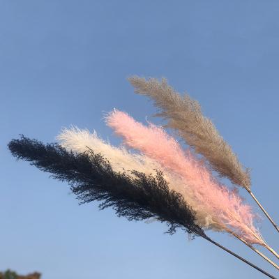 China Black Home Decor 3hlink Plant OEM Newly Wedding Large Long Fluffy White Color Rose Plant Home Dry Flower Reed Pampas Grass Decor for sale