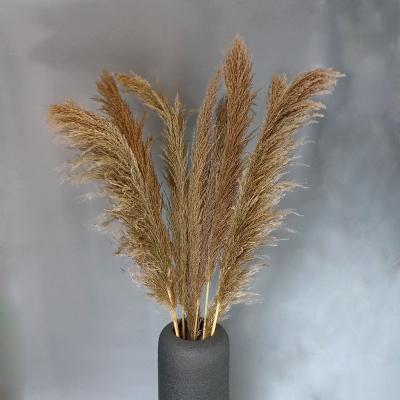 China 3HLINK Natural Touch White Beige Natural Coil Reed Preserved Bleach Fluffy Dry Large Everlasting Pampas Grass Flower For Wedding Home Decoration for sale