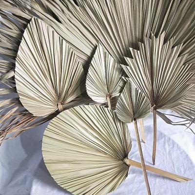 China 3hlink Natural Touch Floral Palm Leaves Fan Sun Treated Dry Dry Shovel Natural Preserved Palm Leaves For Wedding Flower Decoration for sale