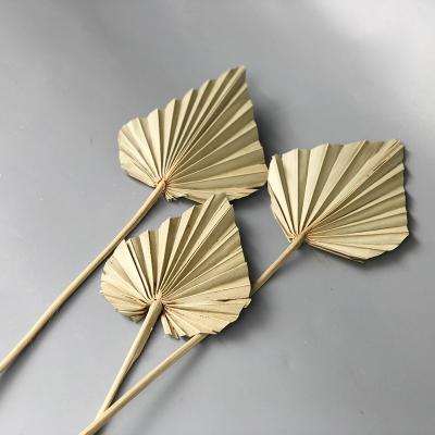 China 3hlink Touch Heart Shape Natural Palm Leaves Wholesale Mini Fan Dried Natural Flower Arrangement Newly Preserved Small White Palm Leave for sale