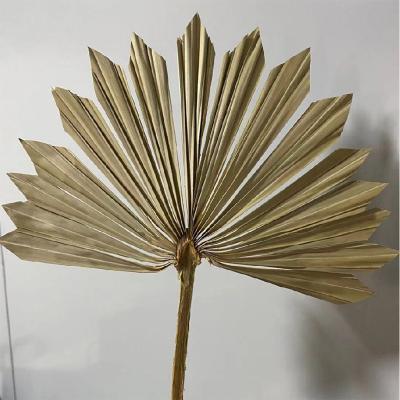 China 3hlink Touch Natural Palm Leaves Floral Heart Fan Sun Treated Dried Dry Shovel Natural Preserved Palm Leaves For Wedding Flower Decoration for sale