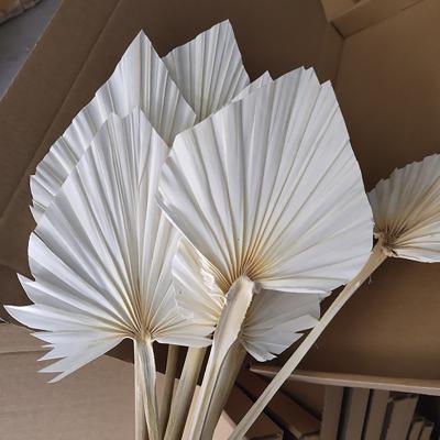 China Real Natural Palm Leaves Heart Shape Mini Touch 3hlink Fan Dried Flower Arrangement Natural Preserved White Dyed Bleach Small Palm Leaves for sale