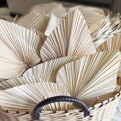 China Real Plant Natural Natural White Fan Touch 3hlink Everlasting Palm Leaves Dried Palm Leaves Wedding Palm Leaves Preserved Flower For Home Decor for sale