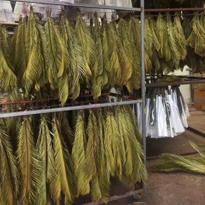 China 3hlink Touch Natural Wholesale Natural White Bleach Preserved Flower Cycas Revoluta Iron Wood Dry Palm Leaf For Arch Home Wedding Decoration for sale